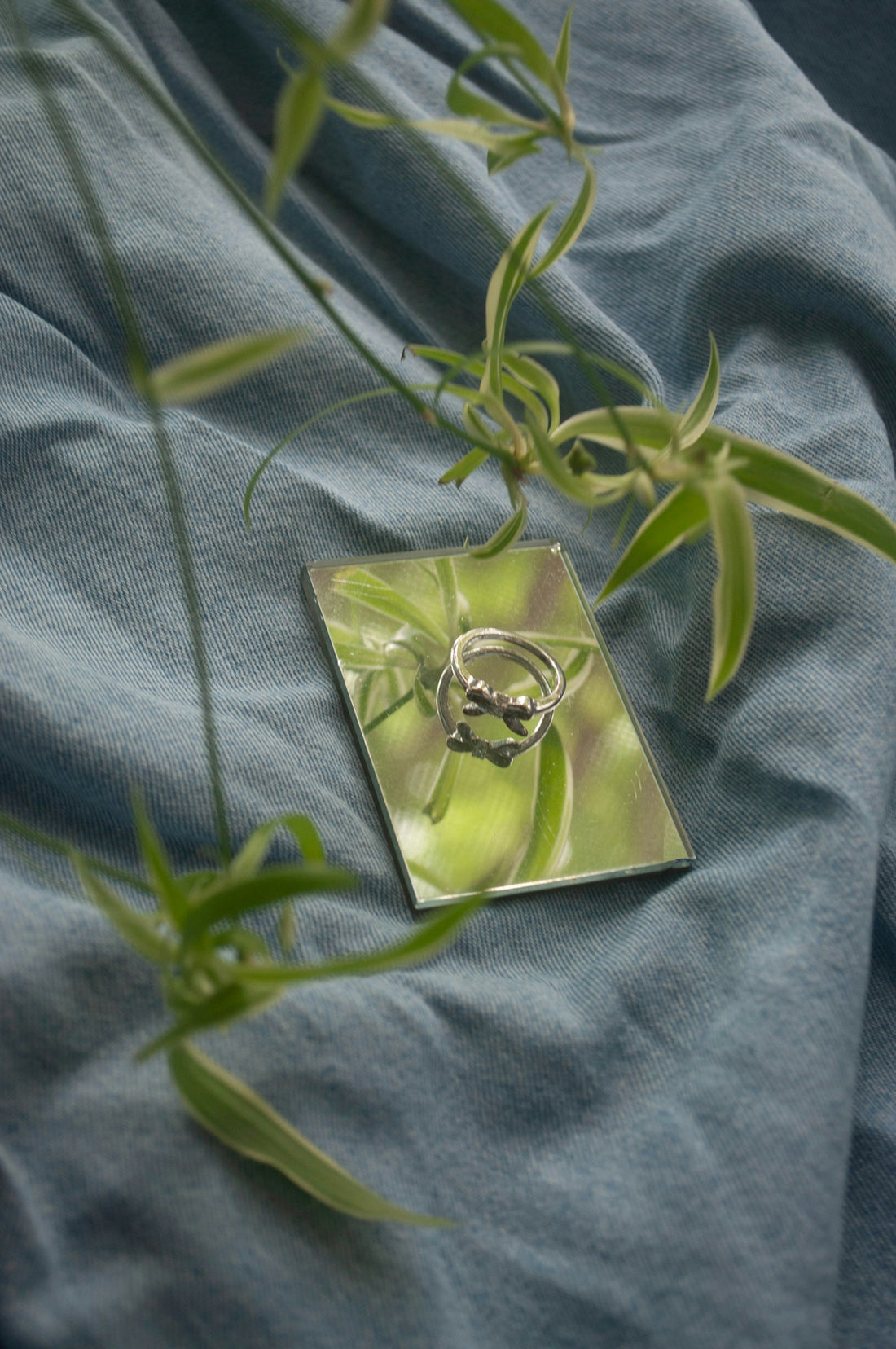 A close up of a plant on a cloth